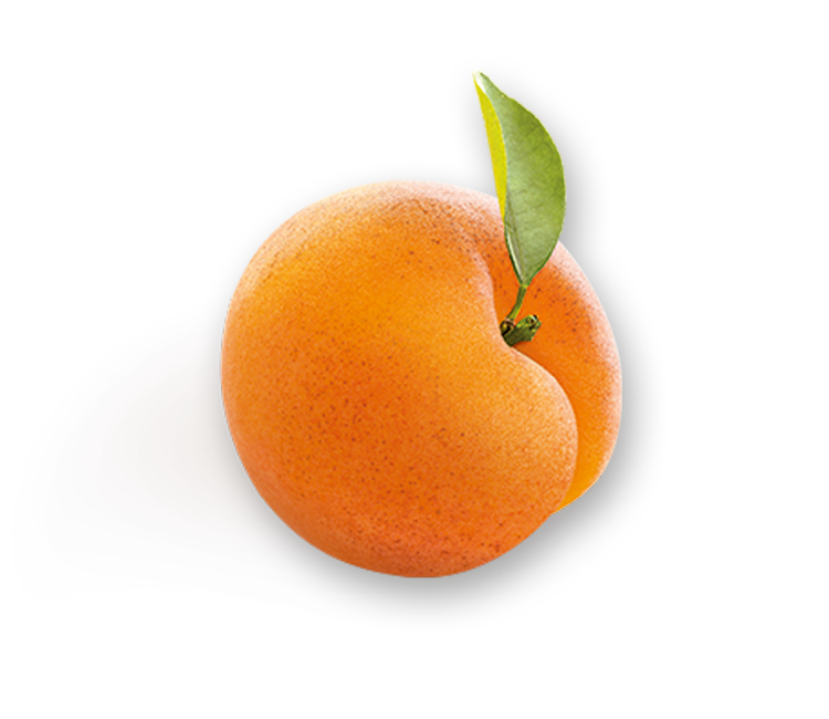 Apricot