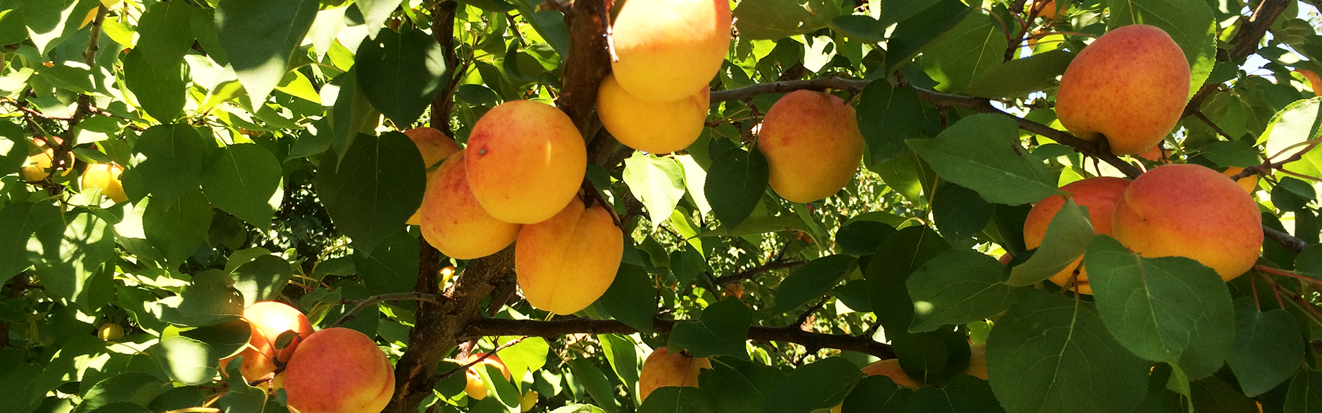 Mood Apricots