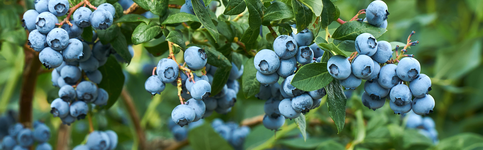 Mood Blueberries