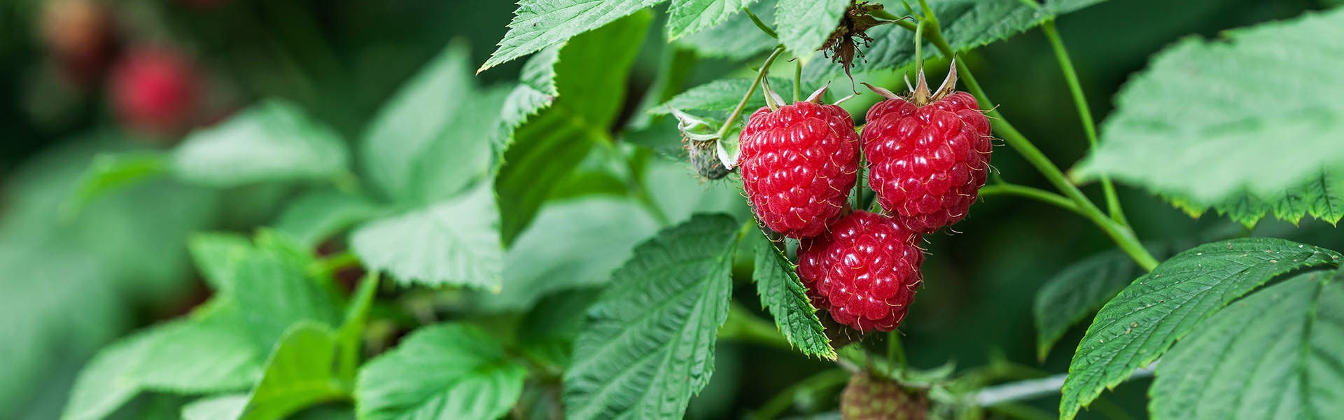 Mood Raspberries