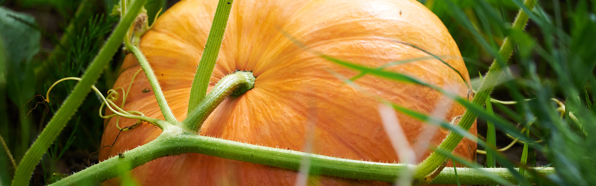 Mood Pumpkin