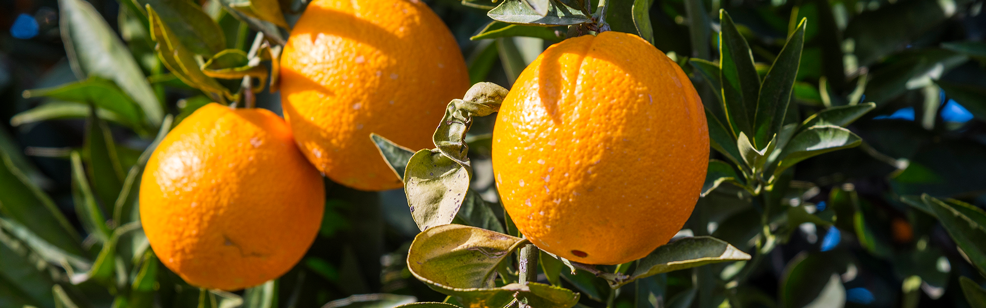 Mood Oranges