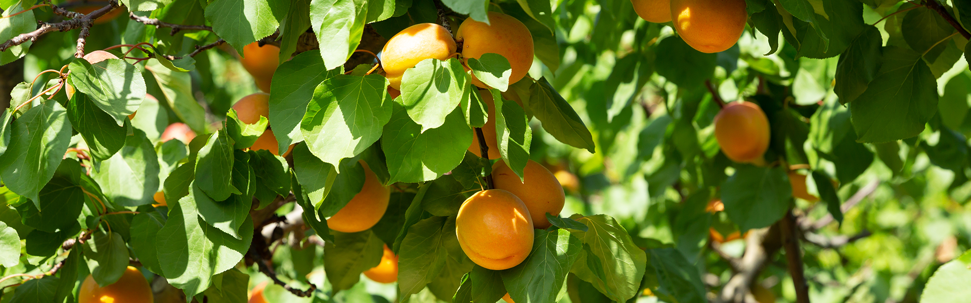 Mood Peaches