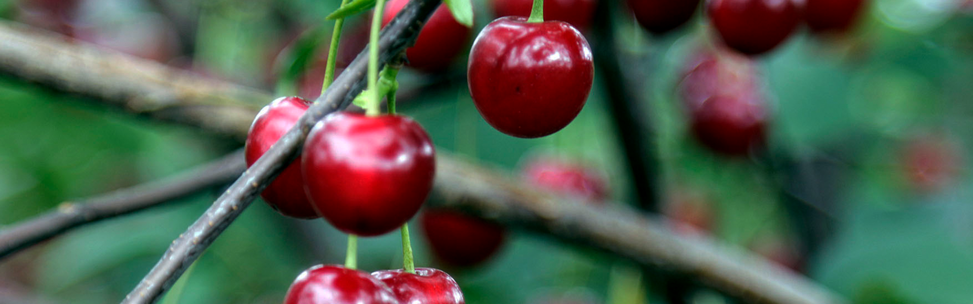 Mood Cherries