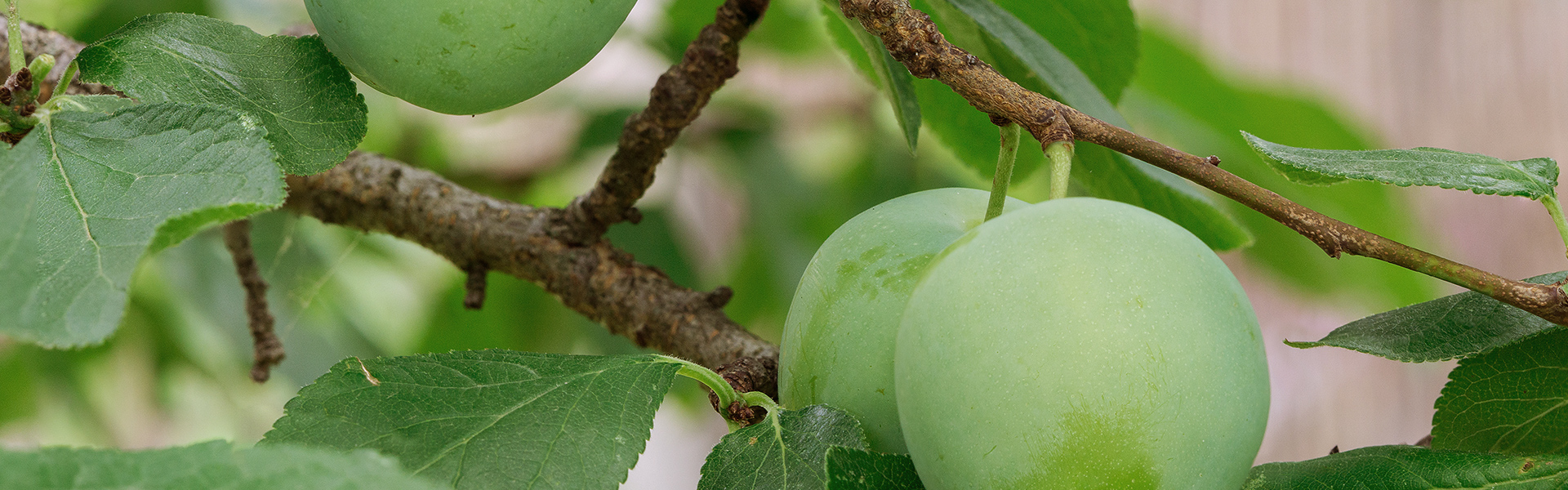 Mood green plums