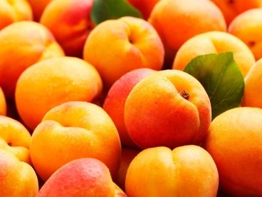Guía del albaricoque